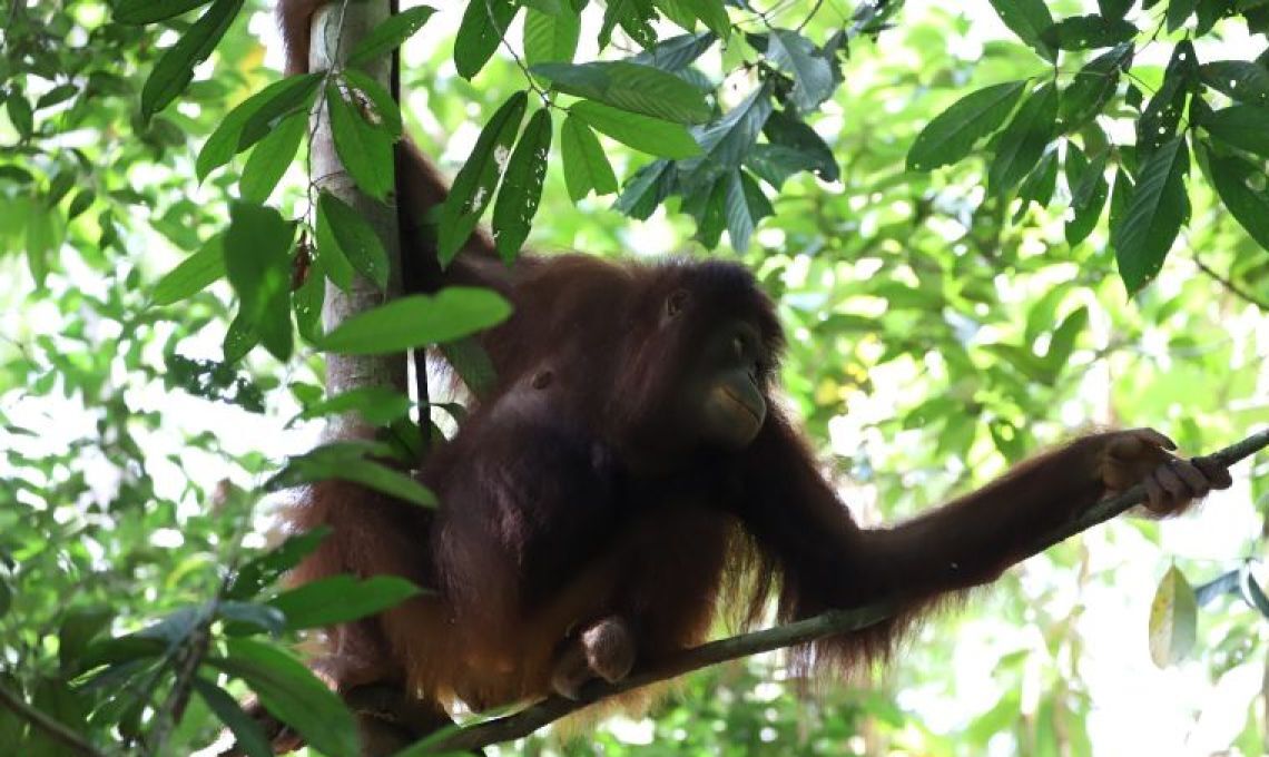 Dua Orangutan Di Kalbar Dilepasliarkan Ke Hutan Setelah Direhabilitasi